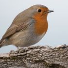 Rotkehlchen (Erithacus rubecula)