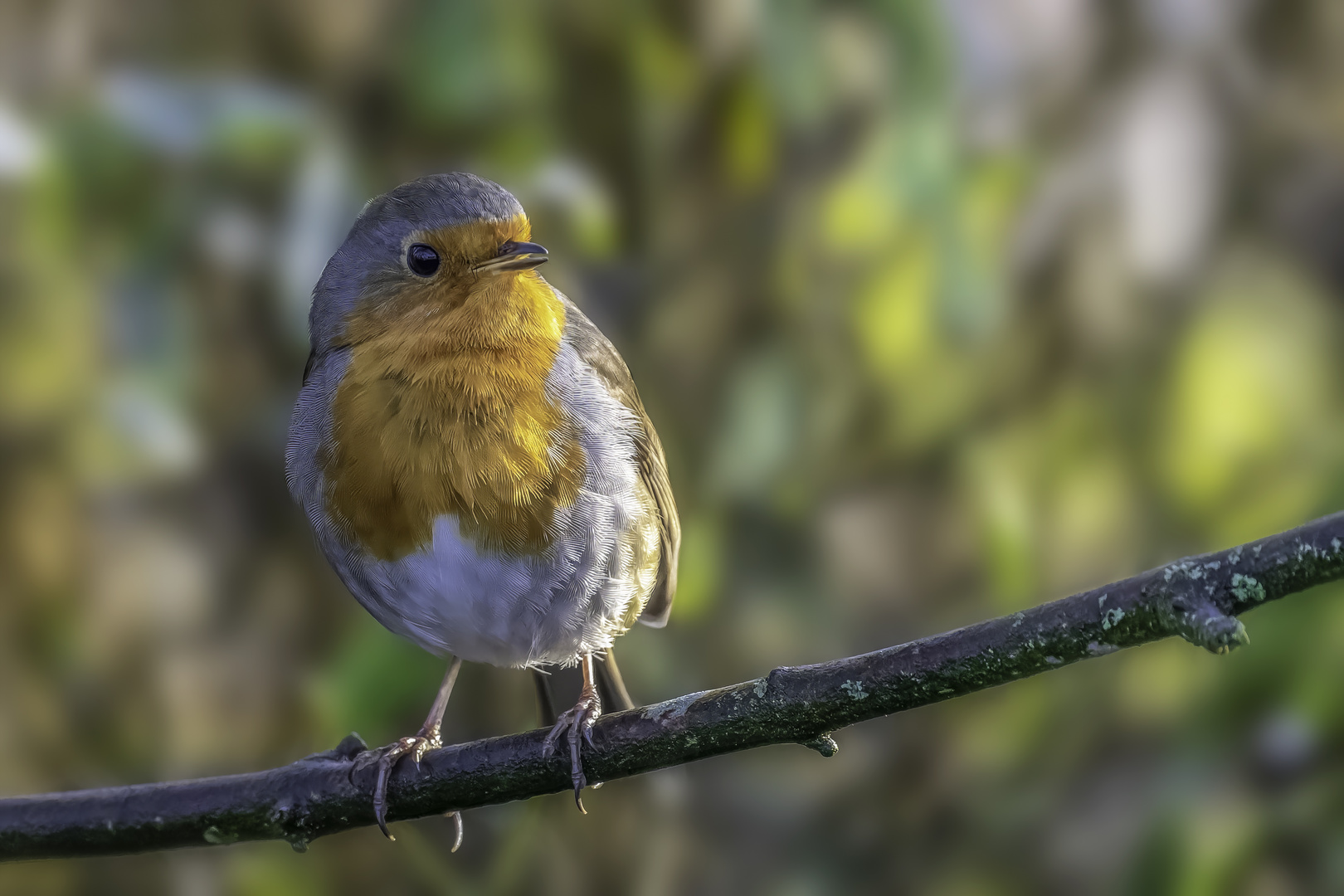 Rotkehlchen (erithacus rubecula)