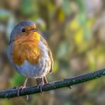 Rotkehlchen (erithacus rubecula)