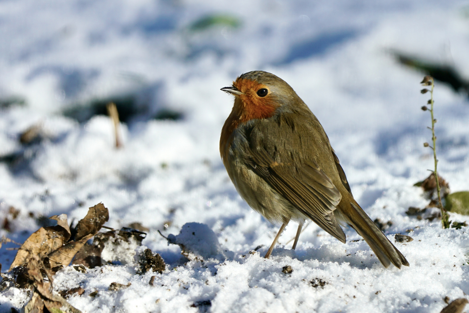 Rotkehlchen (Erithacus rubecula)