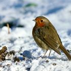 Rotkehlchen (Erithacus rubecula)