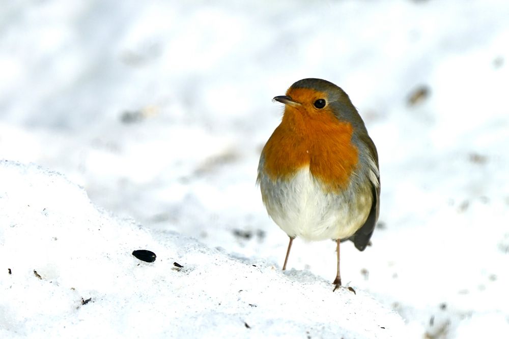 Rotkehlchen (Erithacus rubecula)