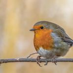 Rotkehlchen (Erithacus rubecula)