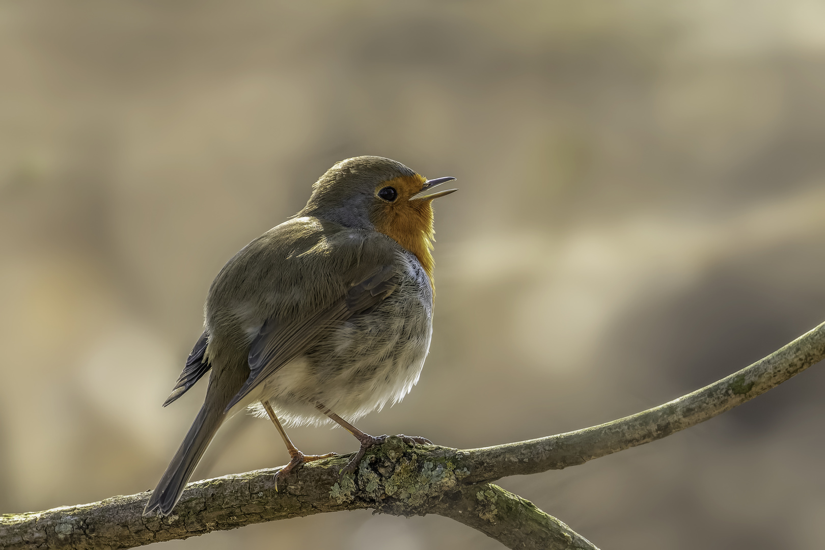 Rotkehlchen (Erithacus rubecula)