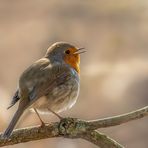 Rotkehlchen (Erithacus rubecula)