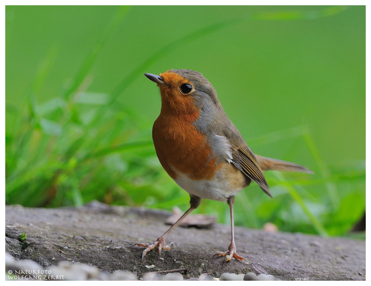 --- Rotkehlchen --- ( Erithacus rubecula )