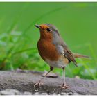 --- Rotkehlchen --- ( Erithacus rubecula )