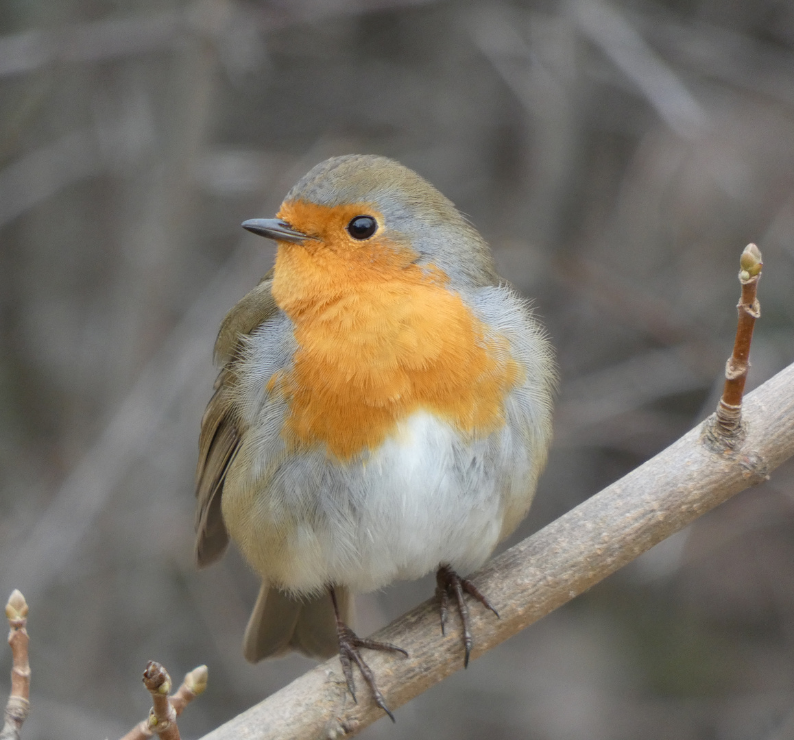 Rotkehlchen (Erithacus rubecula)