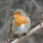 Rotkehlchen (Erithacus rubecula)