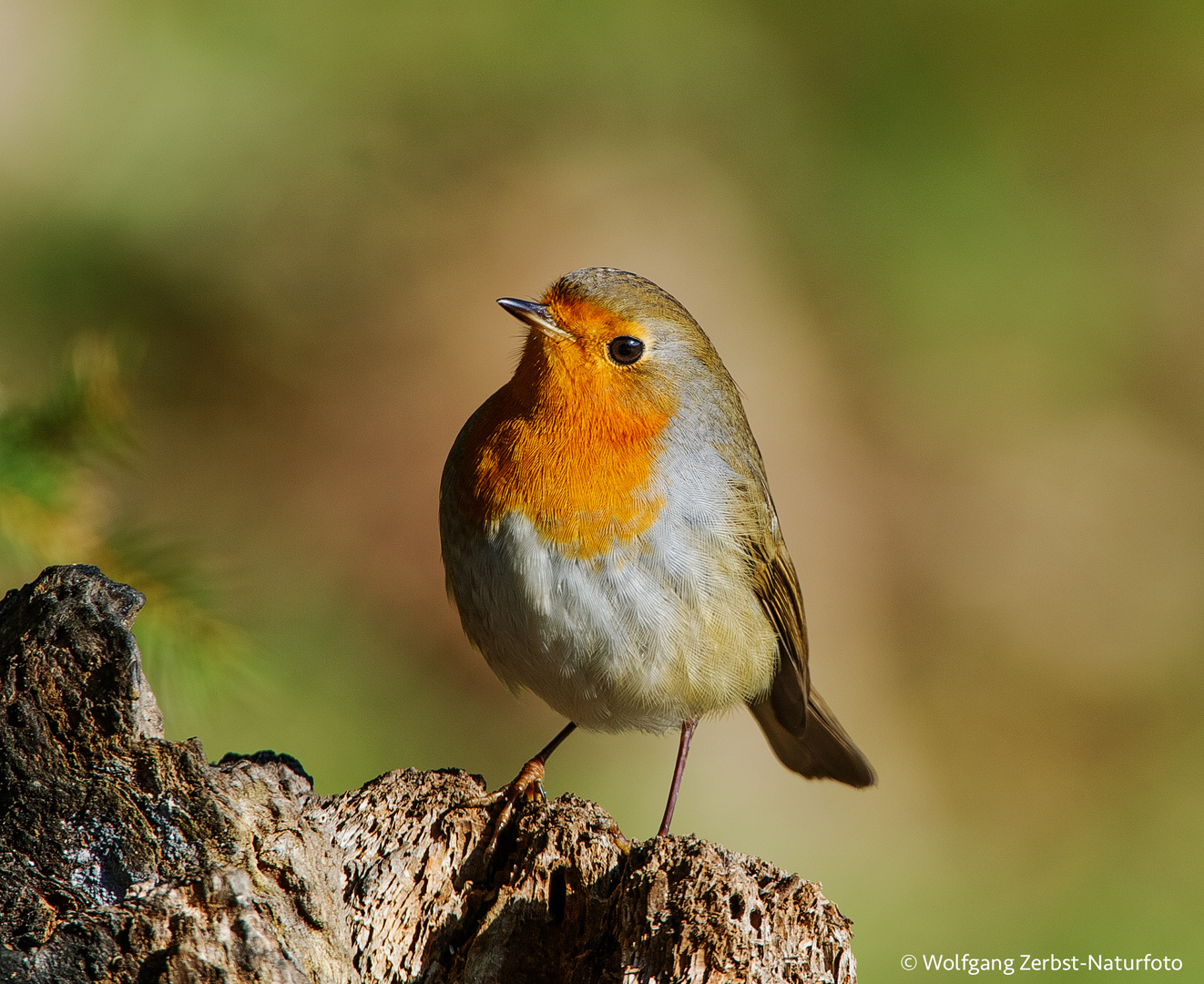 - ROTKEHLCHEN - ( Erithacus rubecula )