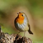 - ROTKEHLCHEN - ( Erithacus rubecula )