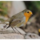 - Rotkehlchen - ( Erithacus rubecula )