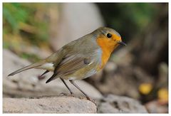 - Rotkehlchen - ( Erithacus rubecula )