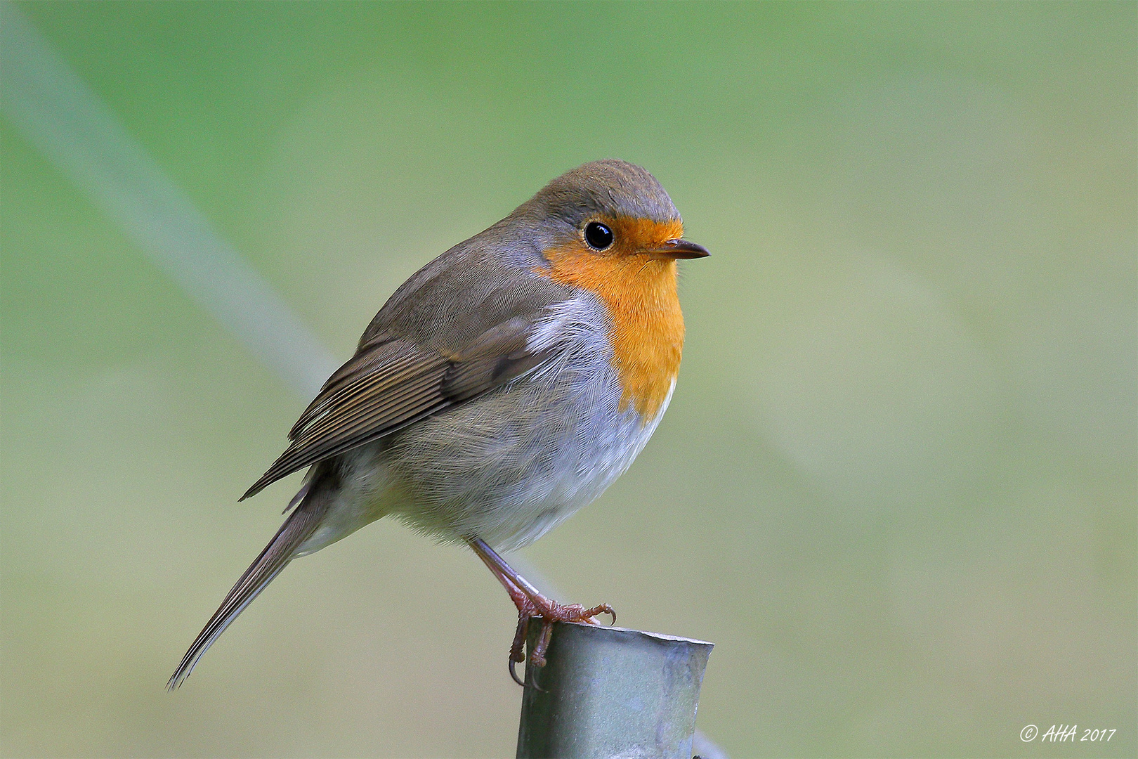 Rotkehlchen (Erithacus rubecula)