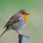 Rotkehlchen (Erithacus rubecula)