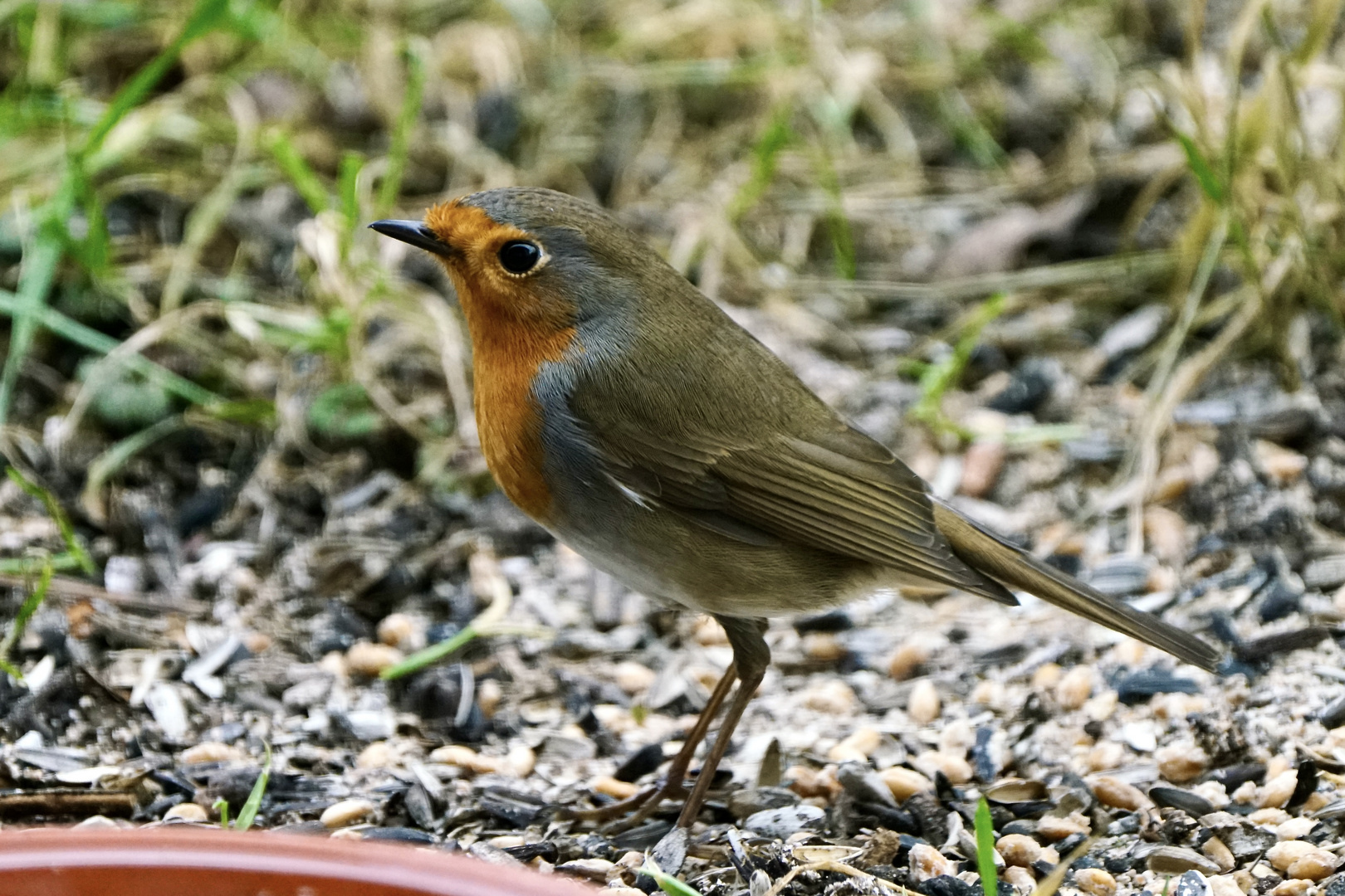 Rotkehlchen (Erithacus rubecula)