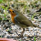 Rotkehlchen (Erithacus rubecula)