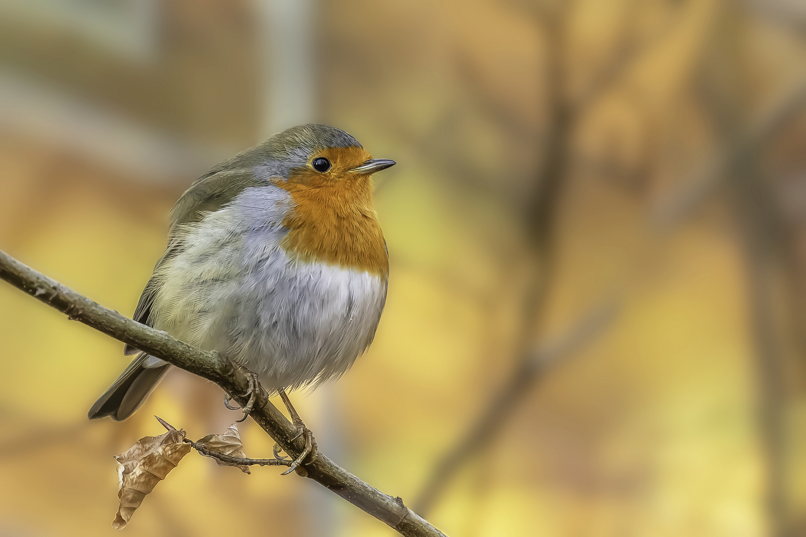 Rotkehlchen (Erithacus rubecula)