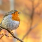 Rotkehlchen (Erithacus rubecula)