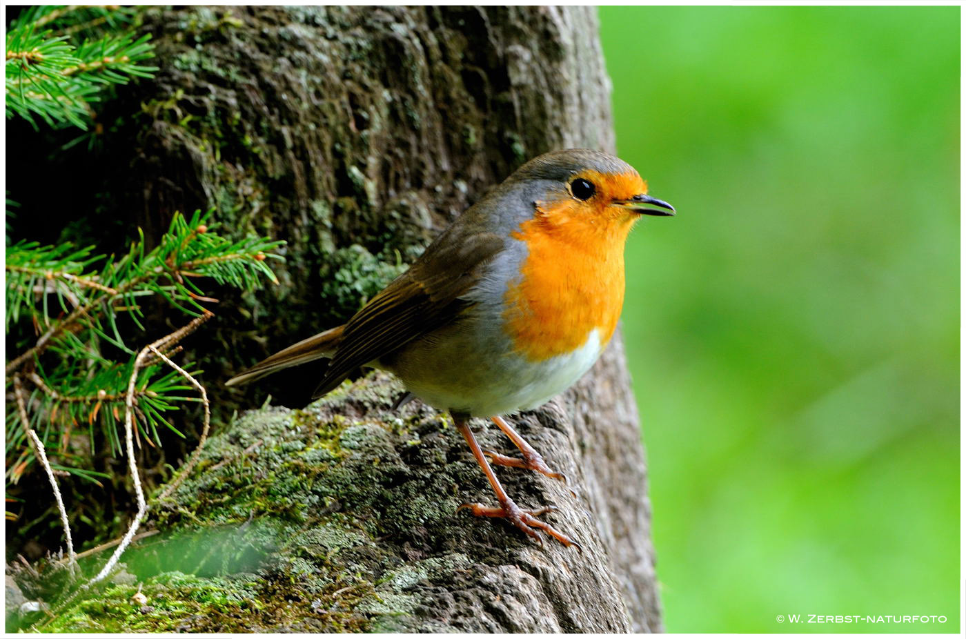 --- Rotkehlchen --- ( Erithacus rubecula )