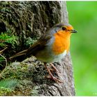 --- Rotkehlchen --- ( Erithacus rubecula )