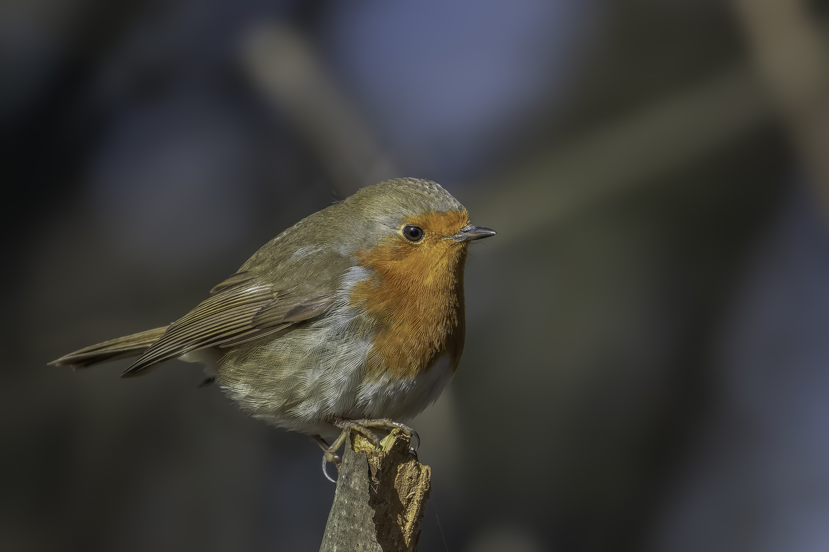 Rotkehlchen (erithacus rubecula)