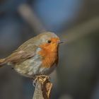 Rotkehlchen (erithacus rubecula)