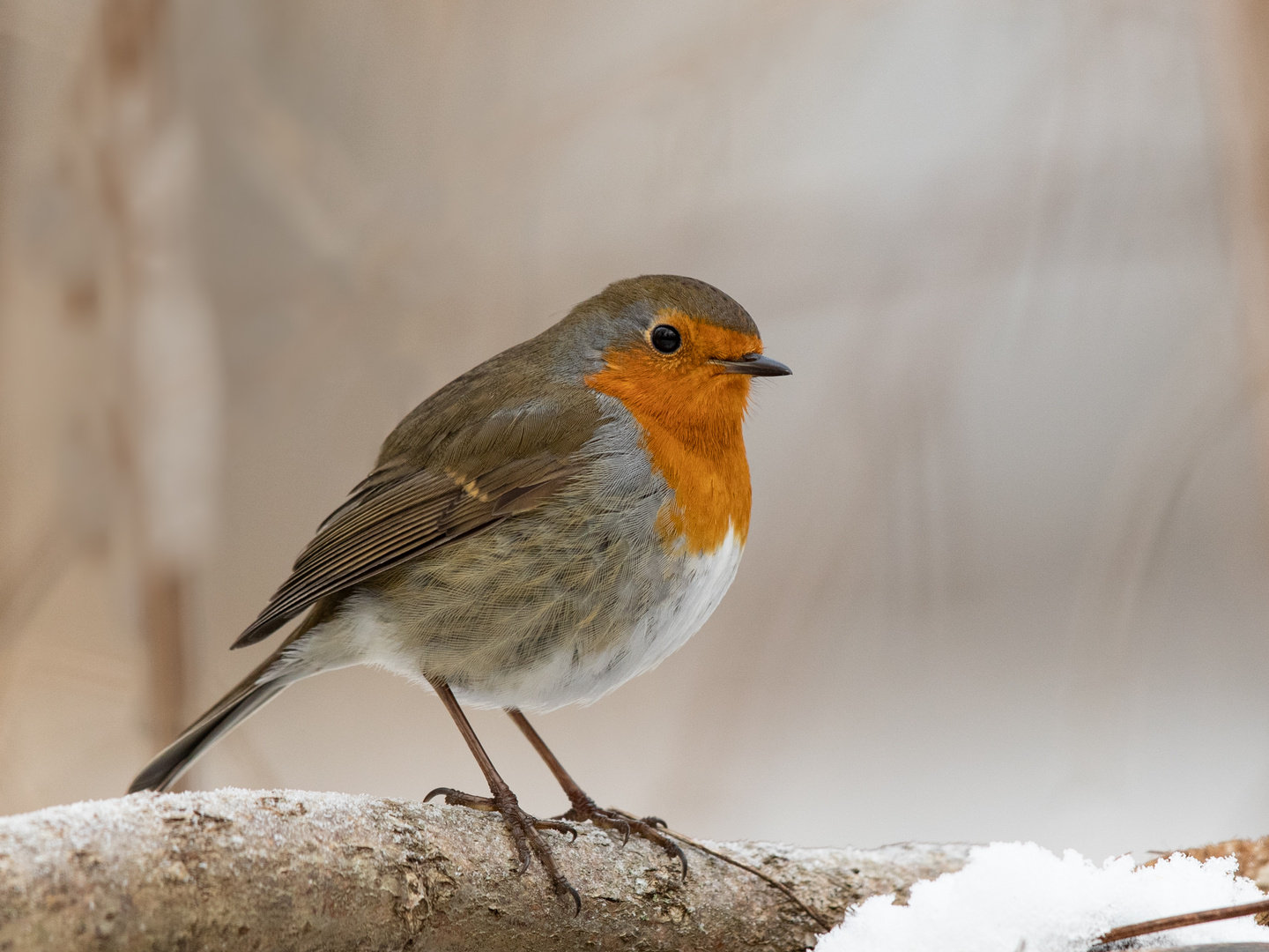 ROTKEHLCHEN (Erithacus rubecula)