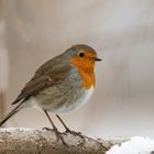 ROTKEHLCHEN (Erithacus rubecula)