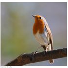 ---- Rotkehlchen ---- ( Erithacus rubecula )