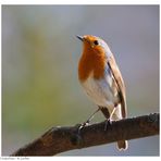 ---- Rotkehlchen ---- ( Erithacus rubecula )