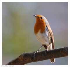 ---- Rotkehlchen ---- ( Erithacus rubecula )