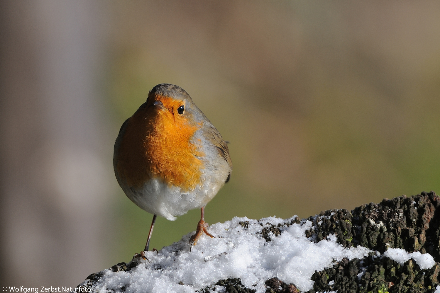 --- Rotkehlchen ---     ( Erithacus rubecula )