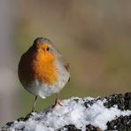 --- Rotkehlchen ---     ( Erithacus rubecula )