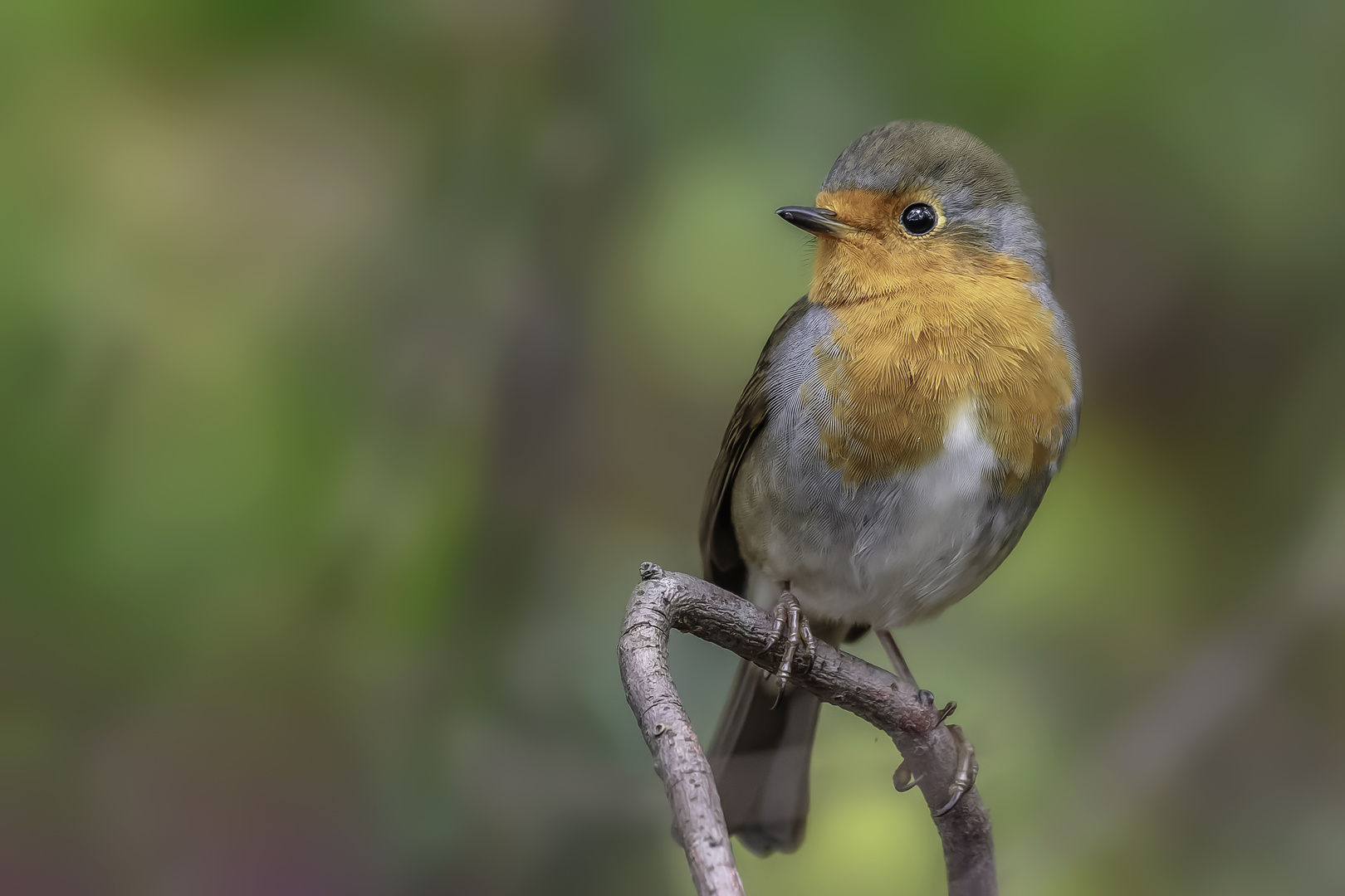 Rotkehlchen (Erithacus rubecula)