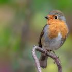 Rotkehlchen (Erithacus rubecula)