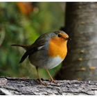 --- Rotkehlchen ---- ( Erithacus rubecula )