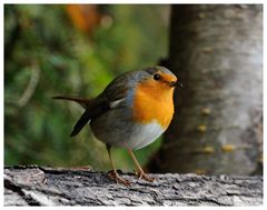 --- Rotkehlchen ---- ( Erithacus rubecula )