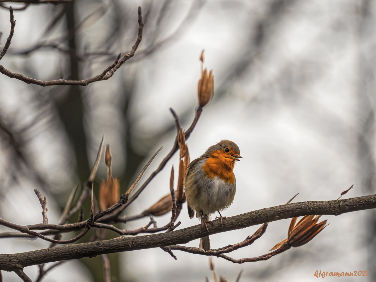 rotkehlchen (erithacus rubecula) ....