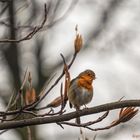 rotkehlchen (erithacus rubecula) ....