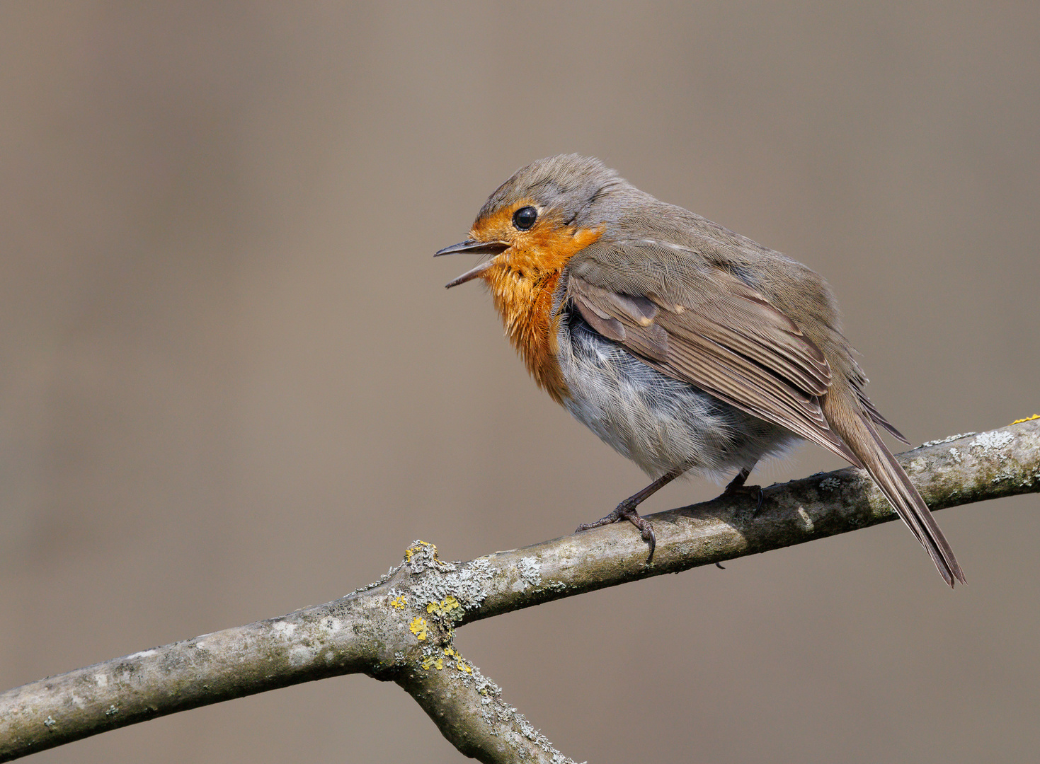 Rotkehlchen (Erithacus rubecula)