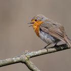 Rotkehlchen (Erithacus rubecula)