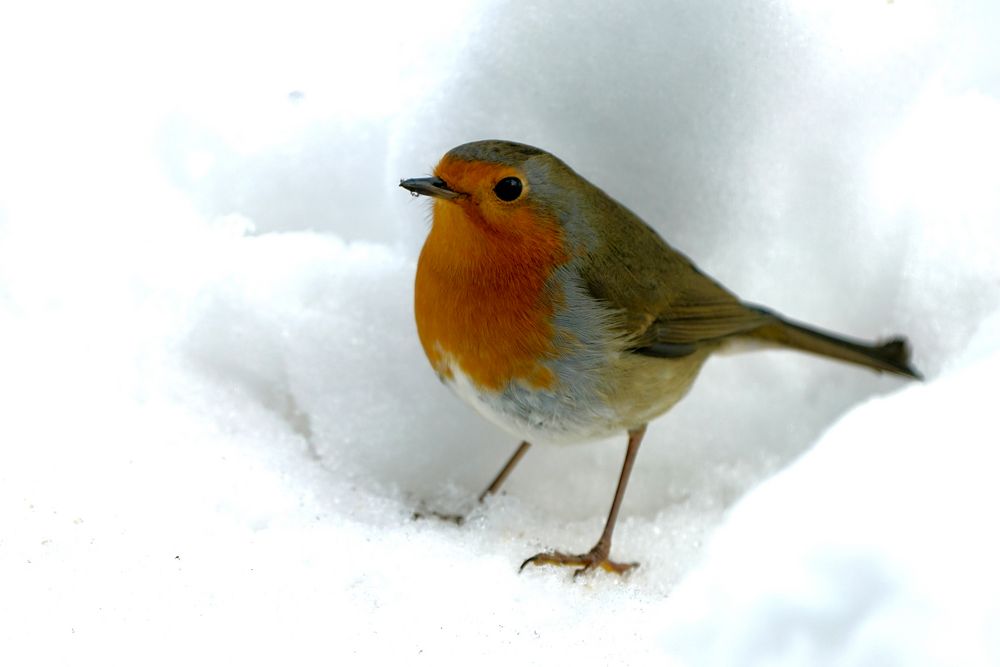 Rotkehlchen (Erithacus rubecula)