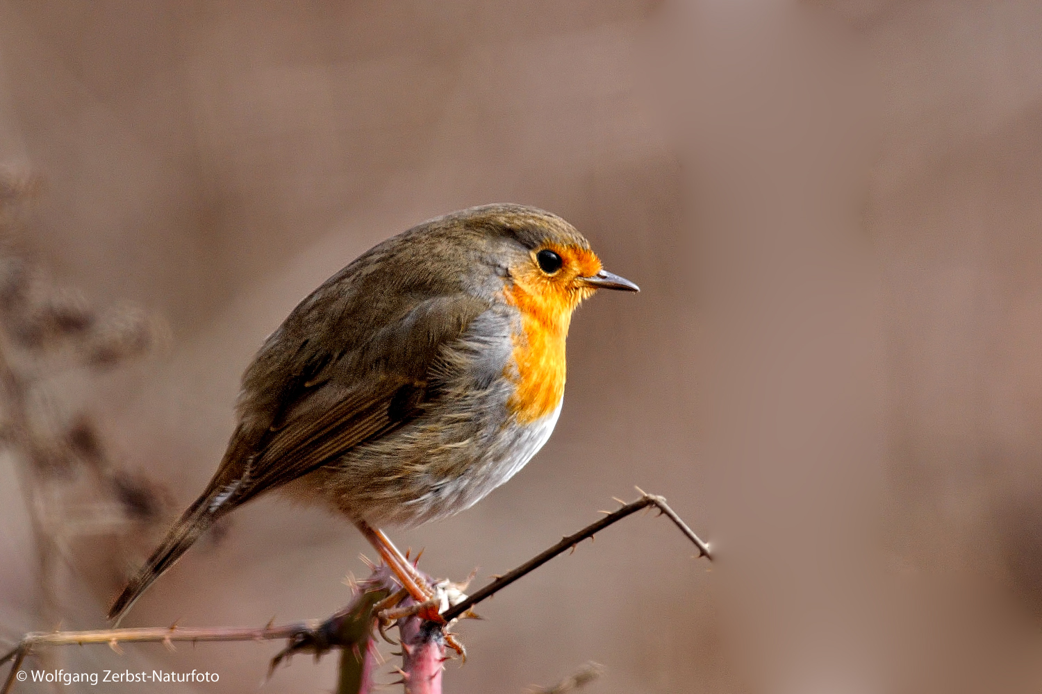 --- Rotkehlchen ---        ( Erithacus rubecula )