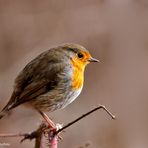 --- Rotkehlchen ---        ( Erithacus rubecula )