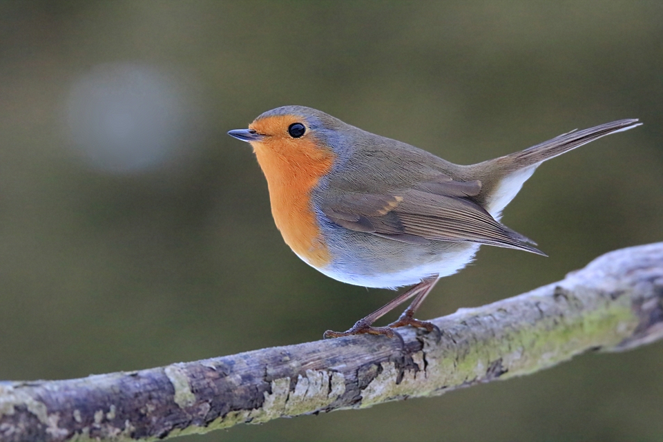 Rotkehlchen (Erithacus rubecula)