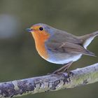 Rotkehlchen (Erithacus rubecula)