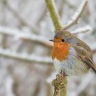 Rotkehlchen (erithacus rubecula)