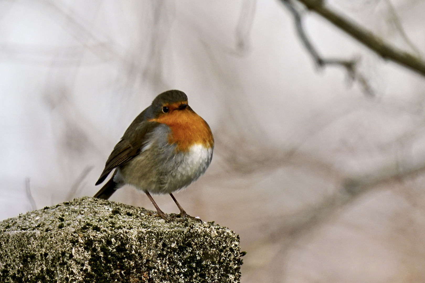 Rotkehlchen (Erithacus rubecula)