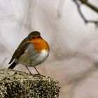 Rotkehlchen (Erithacus rubecula)